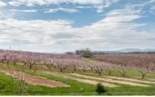 An orchard in bloom in Charlottesville